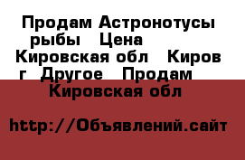 Продам Астронотусы рыбы › Цена ­ 1 300 - Кировская обл., Киров г. Другое » Продам   . Кировская обл.